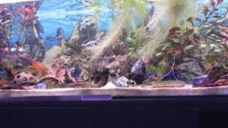 Corydoras Pygmaeus und Corydoras Habrosus [upl. by Omixam]