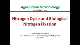 Nitrogen cycle amp Biological Nitrogen Fixation  Nitrification Denitrification  Rhizobium amp legume [upl. by Palmira545]