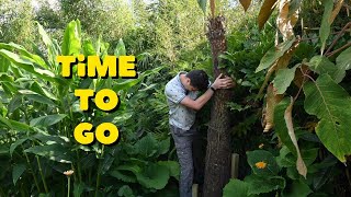 How easy is it to remove a tree fern Episode 2 [upl. by Tanhya]