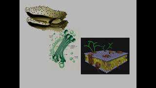 Complejo de Golgi estructura y función [upl. by Carrol820]