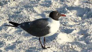 Laughing Gull [upl. by Nirtiak]