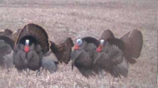 Kansas Spring Turkey [upl. by Seften]