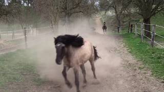 Pferdehof Birkenweiler unsere Pferde Ponys und Esel kommen von der der Weide [upl. by Piero]