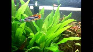 feeding my apistogramma cacatuoides [upl. by Zaid]