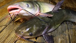 How to catch catfish  How to cook catfish  How to clean catfish [upl. by Durrej348]