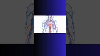 ENDOTHELIUM and WEIGHT LIFTING weightlifting exercise cardiovascular physiology bloodflow [upl. by Booker]