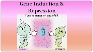 Gene Induction and Repression [upl. by Jammal480]