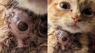 Removing Enormous Botfly Maggot Inside Kittens Neck Part 22 [upl. by Domenech]