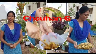 Liquid Fertilizer preparation with Chouhan Q method in Terrace Gardenచౌహాన్ పద్దతిలో పైనపీల్ ద్రావణ [upl. by Perceval]