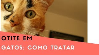 Otite em Gatos Sintomas e Tratamento [upl. by Ilrebmyk]