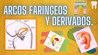 ARCOS FARINGEOS Y SUS DERIVADOS [upl. by Hudnut]