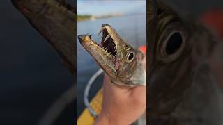 Catching and Cooking Largehead Hairtail aka Ribbonfish [upl. by Whitson]