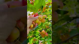 Amazing crabapple tree in USAWild fruit treeLovely natureshortvideonaturephotographynaturelover [upl. by Joannes231]