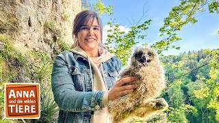 Juhu Nachwuchs beim Uhu  Reportage für Kinder  Anna und die wilden Tiere [upl. by Azeria]