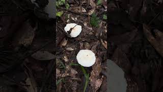 Amazing Wild Mushroom Survival amazingfarming food mushroomlife mushroomgrowing nature fruit [upl. by Tallula]