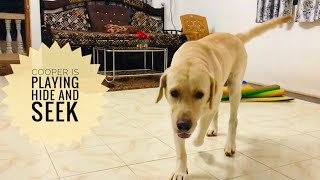 Playing hide and seek with my dog part 2 viral viralvideo [upl. by Nicoline183]