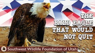 The Bald Eagle That Would Not Quit  Bald Eagle Rescue Short Film  Wildlife Documentary [upl. by Wylma204]