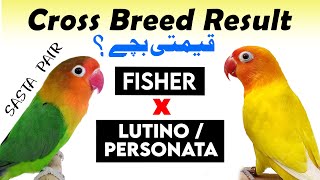 green fisher x lutino  Cross breed  Green fischer x Lutino  lutino personata amp fisher cross breed [upl. by Jamey]