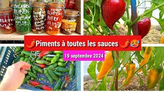 🌶️ Conserver ses piments bocaux au vinaigre ou saumure 😛 tour des plants restant 👌 [upl. by Mosira27]