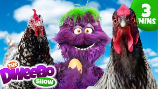 🐓🐣Learning The Life Cycle of a Chicken  Educational Videos for Kids  Learning for kids  Dweebo [upl. by Thirzia]