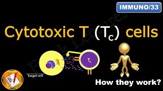 Cytotoxic T Tc cells or Killer T cells FLImmuno33 [upl. by Gintz133]