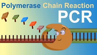 PCR  Polymerase Chain Reaction IQOGCSIC [upl. by Nosa]