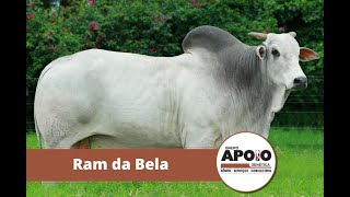 Touro Ram da Bela  Raça Nelore [upl. by Cristiano765]