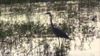 2013 FLW TV  Lake Okeechobee [upl. by Ecienaj]