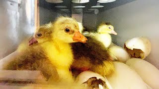 Welcome to the world goslings Hatching start to finish [upl. by Hannavas]