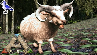 HOW TO TAME AN OVIS  SHEEP  IN ARK [upl. by Sidwell]