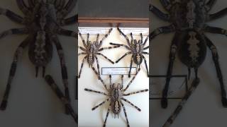 Poecilotheria spp Species genus Poecilotheria spp tarantula poecilotheria [upl. by Pihc]