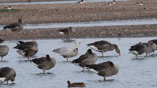 Frampton Marsh Bar Headed Goose 31082024 [upl. by Forrer]