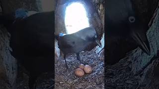 Sneaky Jackdaw Gets What It Deserves A Kestrel’s Revenge🫡 shortsvideo [upl. by Retniw464]