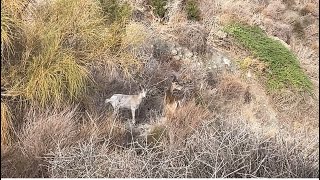 quotFAUNA IBERICA SALVAJE EN ESTADO PUROquotPrimeras Imágenes de Cabra Montés Albina mamando de su madre [upl. by Cowan]