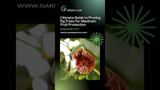 Ultimate Guide to Pruning Fig Trees for Maximum Fruit Production garden fruit shorts [upl. by Nnyltiak111]