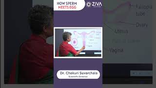 How Sperm Meets An Egg To Fertilize  Boost Fertility Naturally  Dr Chekuri Suvarchala [upl. by Laen]