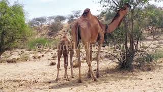 Trees in Desert camels usually eat desertliving [upl. by Ledeen]