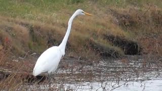 Waterfowl in the Wind AND on the Water [upl. by Rimisac]