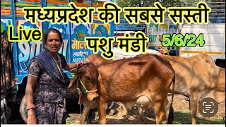 मध्यप्रदेश की सबसे सस्ती आष्टा पशु मंडी Live 5624farming Jabalpurindorebhopalgwaliorratlam [upl. by Rush]