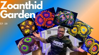 ZTB Ep 28 Zoanthid Garden [upl. by Akinohs562]