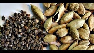 Como Cultivar Cardamomo Exportando Sabores  TvAgro por Juan Gonzalo Angel [upl. by Atikam]