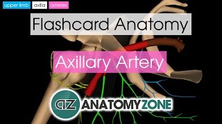 Axillary Artery  Flashcard Anatomy [upl. by Kciredes667]