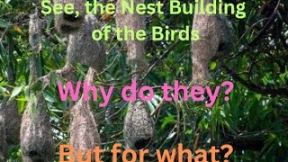 The Nest Building by Birds Why For what [upl. by Gladi]