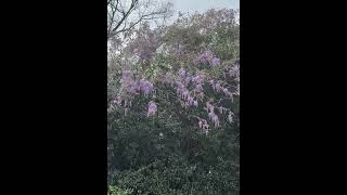 Wisteria Flowers for your garden [upl. by Mannie]