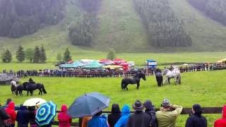 Noriker Hengstauftrieb Kirchberg 2016 Teil 1 Das Auslassen [upl. by Quillon744]