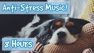 Have the Most Relaxed Dog Relaxing Music for Easily Stressed Dogs Nervous Dogs Help Dogs Sleep [upl. by Junieta162]