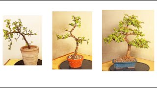 Making Jade Bonsai Step by Step [upl. by Chaim]