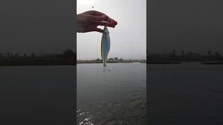 Fishing with Live Bait for Big Fish fishingvideo [upl. by Zantos]