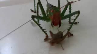 Crazy Katydid chases a cricket  real life pokemon [upl. by Aila97]