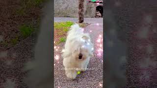 cotondetulear  quotNoi Lucequot 🍀 puppy cute pets love dog funny cuccioli shorts [upl. by Ettelohcin]